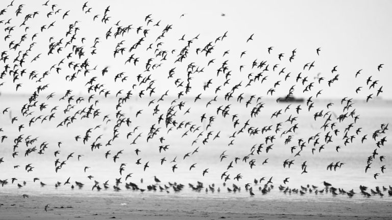 核心区条子泥水体覆盖率达 68.50% EAAF 候鸟