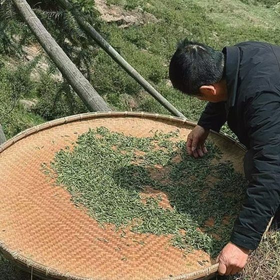 三清山茶叶种植农户