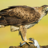 白腹隼雕（Aquila fasciata）